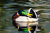 USA, Washington State, Sammamish. preening Mallard Drake duck Yellow lake