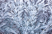 USA, Bundesstaat Washington, Sammamish. Frost auf Autoscheibe