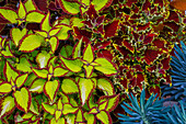 USA, Washington State, Sammamish. Garden with summer annual flowers Coleus