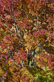 USA, Washington State. Near Preston fall colored tree in bronze tones