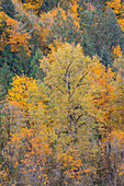 USA, Bundesstaat Washington. Big Leaf Maple Bäume in Herbstfarben in der Nähe von Darrington abseits des Highway 530