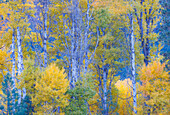 USA, Washington State. Aspens in fall color near Winthrop