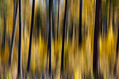 USA, Washington State. East of Twisp on Highway 20 with Larch trees autumn color amongst a burnt forest