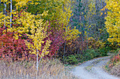 USA, Washington State. Aspens and wild dogwood in fall color near Winthrop and curved grave roadway