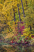 USA, Bundesstaat Washington, kleiner Teich bei Easton, umgeben von herbstlich gefärbten Bäumen