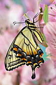 USA, Bundesstaat Washington, Sammamish. Östlicher Tigerschwalbenschwanz-Schmetterling auf Peruanischer Lilie