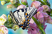 USA, Bundesstaat Washington, Sammamish. Östlicher Tigerschwalbenschwanz-Schmetterling auf Löwenmäulchen