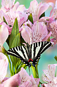 USA, Washington State, Sammamish. Zebra swallowtail butterfly on pink Peruvian lily