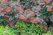 USA, Washington State. Bellevue Botanical garden smoke bush and fuchsia in bloom