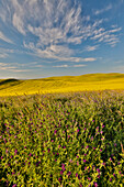 USA, Washington State, Palouse. Springtime landscape with foreground of vetch and Canola fields beyond
