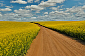 USA, Washington State, Palouse. Springtime landscape dirt roadway and Canola fields
