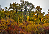 USA, Bundesstaat Washington. Cottonwoods und wilde Hartriegelbäume in Herbstfarbe.