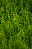 USA, Bundesstaat Washington, Whitman County, Palouse. Grüne Pflanzen.