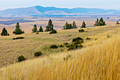 USA, Bundesstaat Washington, Whitman County, Palouse. Weizenfelder in der Nähe von Farmington.
