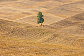USA, Bundesstaat Washington, Whitman County, Palouse. Einzelner Baum in einem hügeligen Feld.