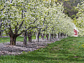 USA, Bundesstaat Washington, Chelan County. Obstgarten und Reihen von blühenden Obstbäumen im Frühling.