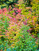 USA, Bundesstaat Washington, Kittitas County. Weinbergahorn mit Herbstfärbung.
