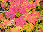 USA, Bundesstaat Washington, Kittitas County. Weinbergahorn mit Herbstfärbung.