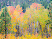 USA, Washington State, Ferry County. Aspen trees in the fall.