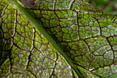 Issaquah, Washington State, USA. Close-up of a mustard greens leaf