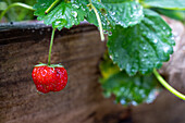 Issaquah, Bundesstaat Washington, USA. Reife Erdbeere mit Regentropfen, bereit zur Ernte.
