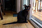 Zwei Monate altes schwarzes Kätzchen sitzt an einer Glasschiebetür (PR)