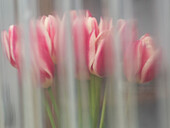 USA, Bundesstaat Washington, Mt. Vernon. Ein Strauß rosa und weißer Tulpen durch ein Fenster, Skagit Valley Tulip Festival.