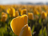 USA, Bundesstaat Washington, Mt. Vernon. Reihen von gelben Tulpen, die bei Sonnenuntergang im Gegenlicht leuchten, Skagit Valley Tulip Festival.