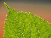 Usa, Washington State, Bellevue. Veins on green leaf of Bigleaf hydrangea close-up