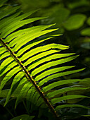 Usa, Washington State, Bainbridge Island. Backlit Western sword fern frond glowing in sunlight