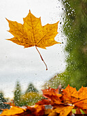 USA, Bundesstaat Washington, Bellevue. Orangefarbenes Spitzahornblatt auf Autoscheibe mit Regentropfen