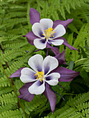 USA, Bundesstaat Washington. Violette, weiße und gelbe Akelei und Farne im Garten