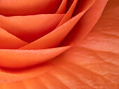Usa, Washington State, Underwood. Orange ranunculus flower close-up