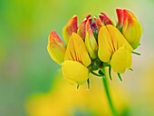 USA, Bundesstaat Washington, Bellevue. Gelbe und orangefarbene Blüte des Kleeblatts (Bird's Foot Trefoil), Nahaufnahme