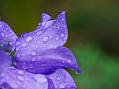 USA, Bundesstaat Washington. Purpurne Tussock-Glockenblume mit Regentropfen in Nahaufnahme