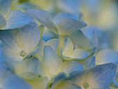 USA, Bundesstaat Washington, Bellevue. Blau-weiße Bigleaf-Hortensienblüte