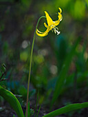 Usa, Mount Rainier National Park, Yellow Avalanche lily