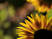 Usa, Washington State, Bellevue. Backlit common sunflower