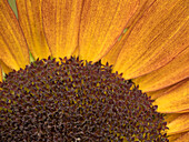 Usa, Washington State, Bellevue. Common sunflower close-up