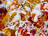 Usa, Washington State, Cle Elum. Vine maple in snow