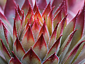 Usa, Washington State, Bellevue. Backlit succulent houseleek, aka Hens-And-Chicks.