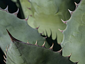 Usa, Seattle. Century plant close-up