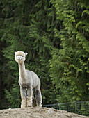 Usa, Washington State, Carnation. Alpaca.