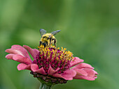 Usa, Washington State, Duvall. Honey bee on common zinnia.