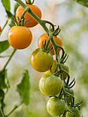 USA, Bundesstaat Washington, Nelke. Orangefarbene Tomaten wachsen am Rebstock