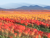 Usa, Washington State, Mt. Vernon. Rows of tulips at farm with mountains in distance. Skagit Valley Tulip festival