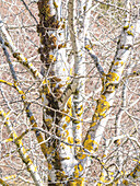 USA, Washington State, Bellevue, Birch tree with lichen early spring