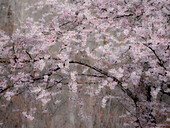 USA, Washington State, Fall City, Springtime cherry trees blooming along Snoqualmie River.