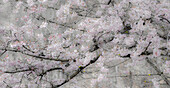 USA, Bundesstaat Washington, Fall City, blühende Frühjahrskirschbäume am Snoqualmie River.