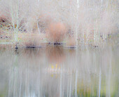 USA, Washington State, Sammamish springtime and alder trees and their reflections in small pond